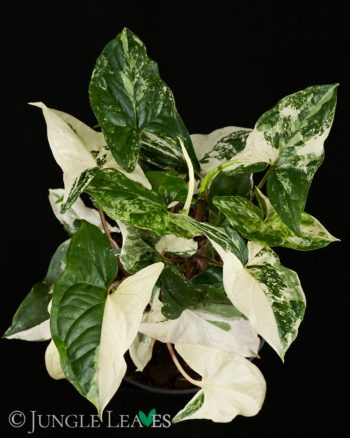 Syngonium podophyllum 'Albo Variegata'