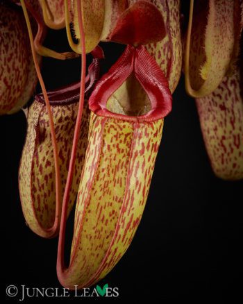 Nepenthes 'Sam' (N. ventricosa x talangensis)