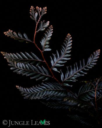 Selaginella megalura 'Borneo Bronze'