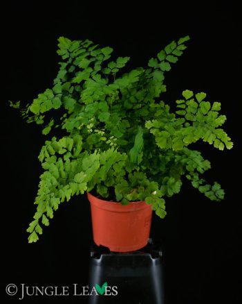 Adiantum raddianum terrarium hotsell