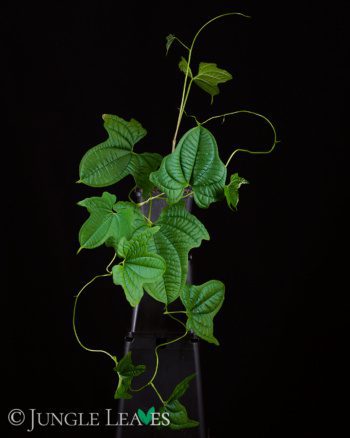 Dioscorea sansibarensis