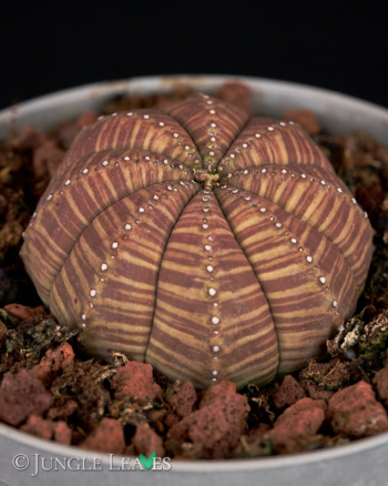 Euphorbia obesa L