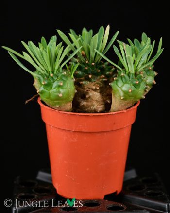 Euphorbia bupleurifolia x susannae