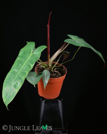 Philodendron Atabapoense Rooted Plant Top Cutting | Houseplant 2024 | Rare Aroid Tropical Plant |