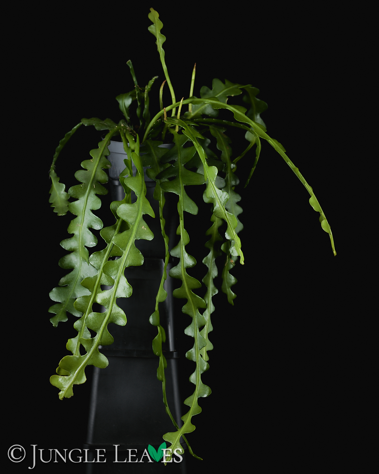Epiphyllum anguliger (Fishbone Cactus) 9,99€ bis 11,99€ - Jungle Leaves