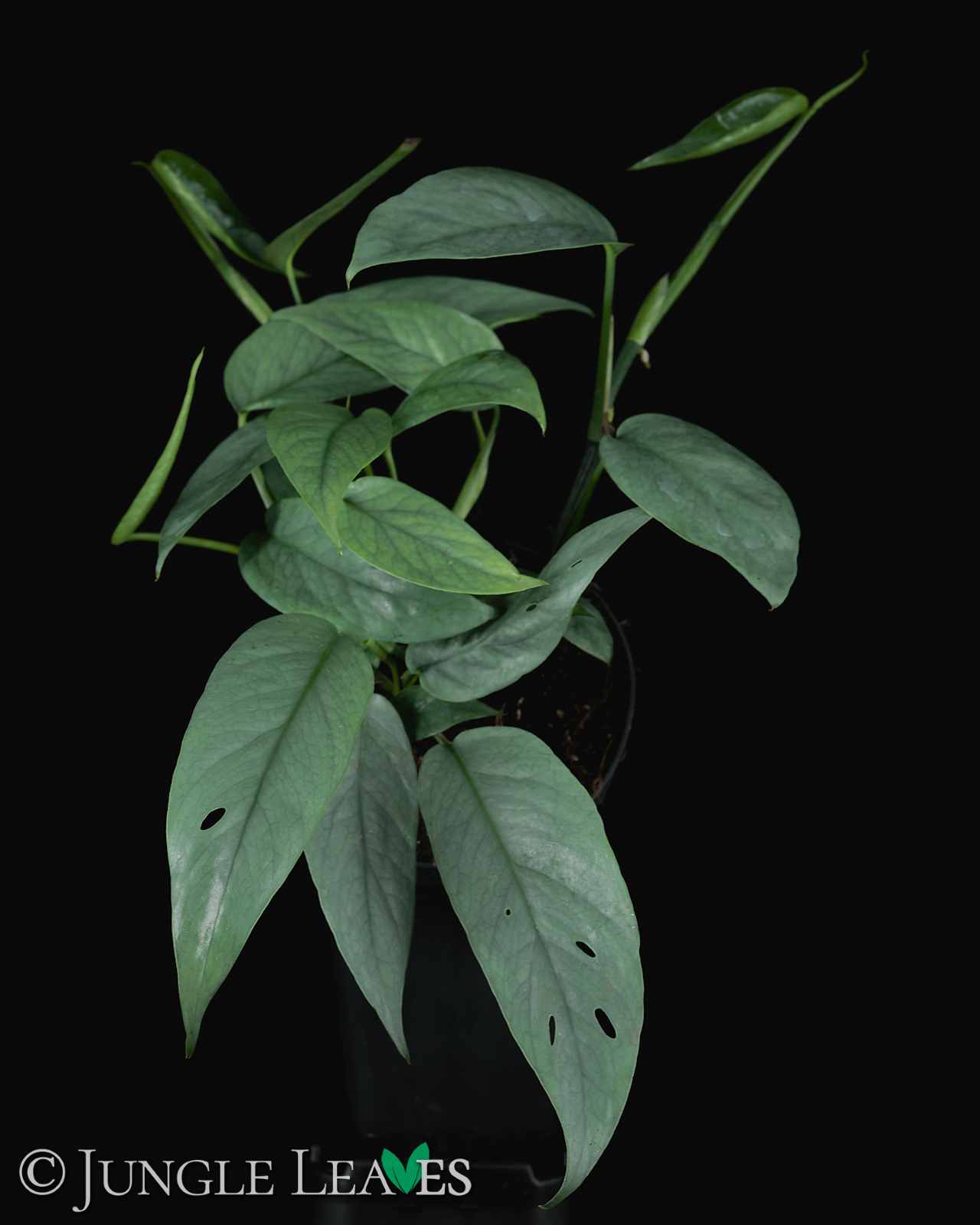 Epipremnum pinnatum Cebu Blue 14,99€ - Jungle Leaves