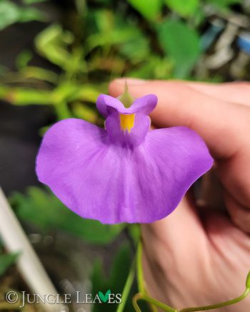 Utricularia longifolia