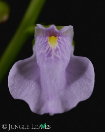 Utricularia calycifida