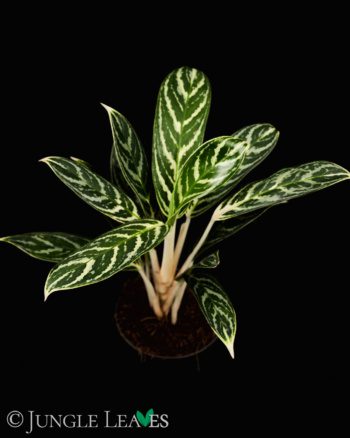 Aglaonema Pictum 氷柱錦（甲）LA便 №１ - 観葉植物