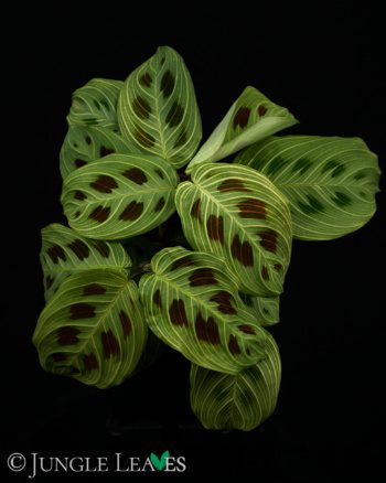 Maranta leuconeura 'Fantasy' 'Light veins'