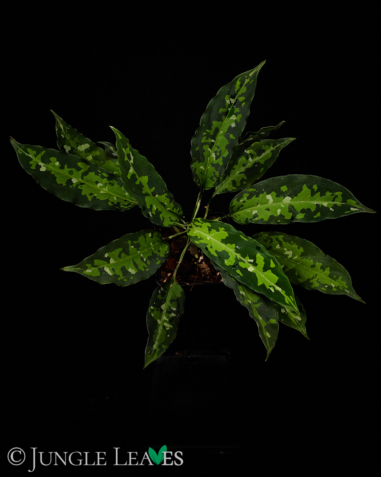 Aglaonema pictum 'Tricolor' (Narrow)