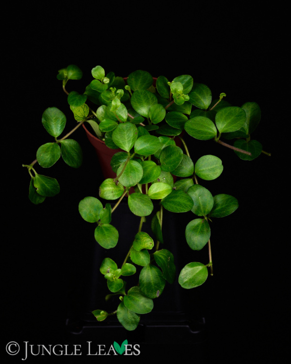 Peperomia rotundifolia