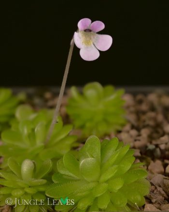 Pinguicula esseriana