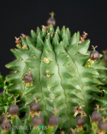 Euphorbia susannae