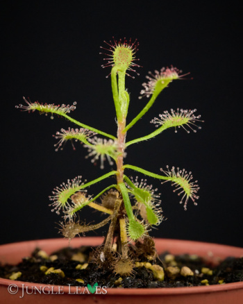 Drosera madagascariensis