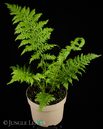 Alsophila Cyathea australis