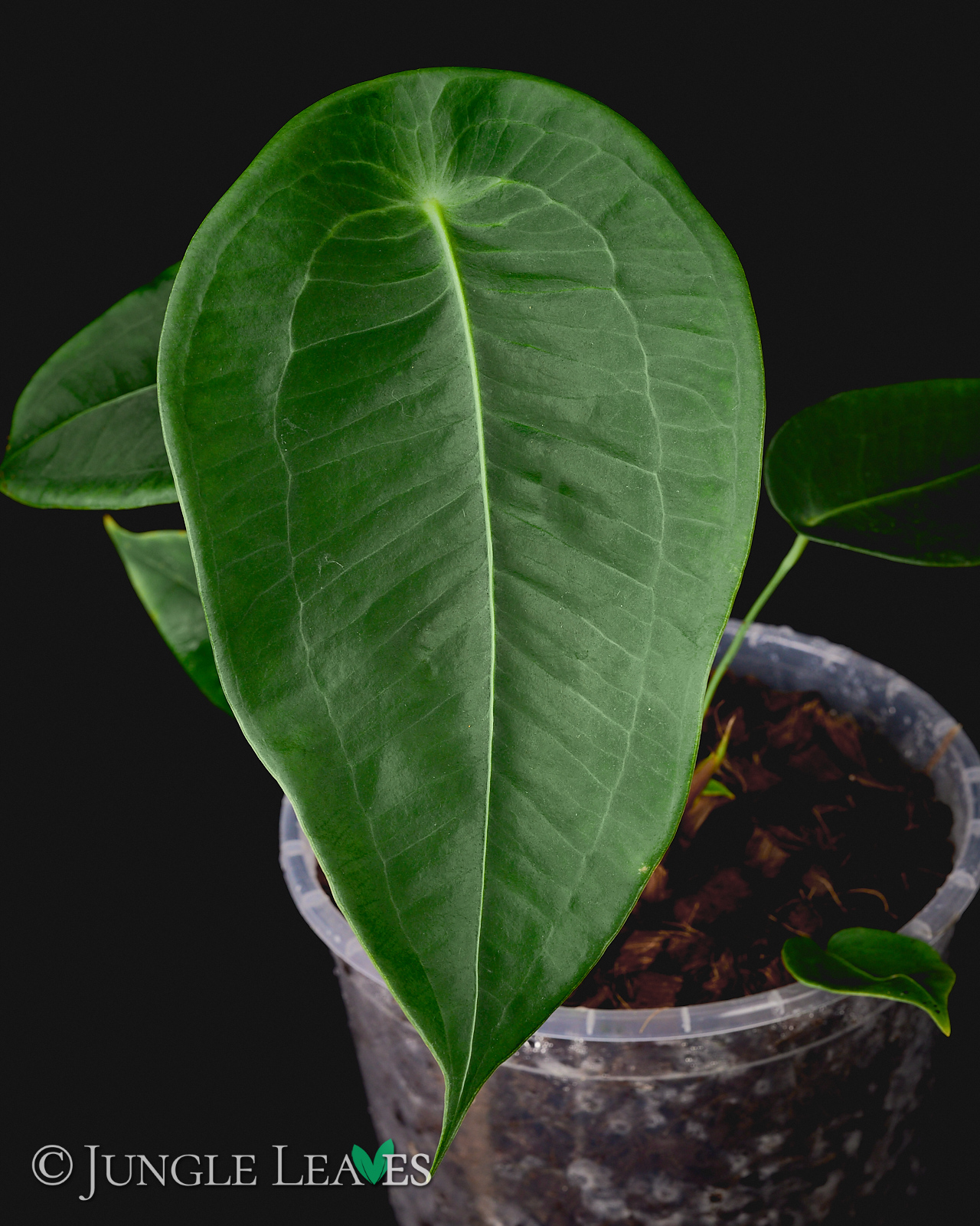 Anthurium peltigerum - Jungle Leaves