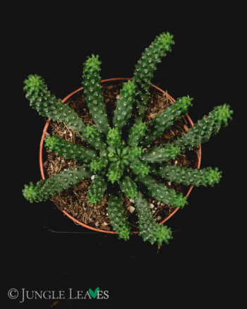 Euphorbia inermis