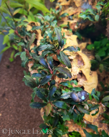 Bucephalandra sp. 'Kedagang' in Vitro