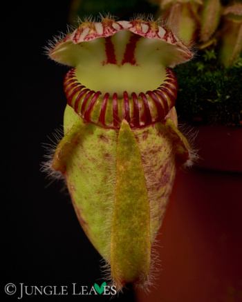 Cephalotus follicularis