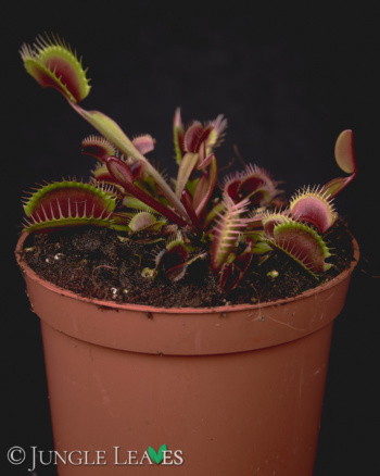 Dionaea muscipula 'FTS Maroon Monster'