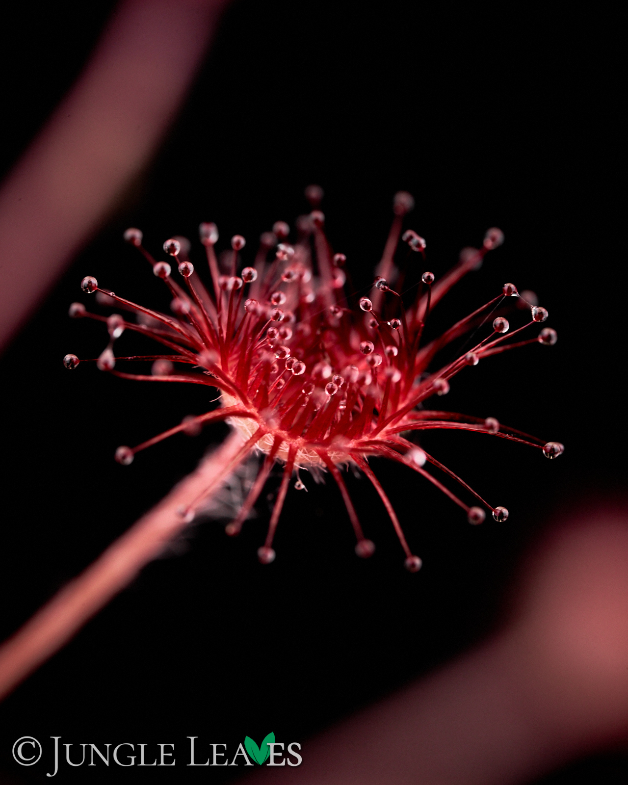 Drosera paradoxa - Jungle Leaves