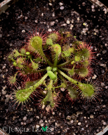 Drosera spatulata