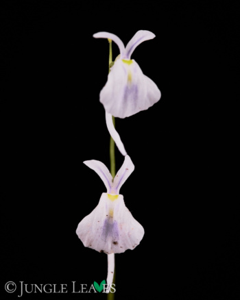 Utricularia sandersonii