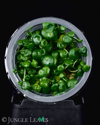 hydrocotyle verticillata in Vitro