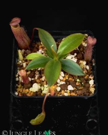 Nepenthes attenboroughii BCP