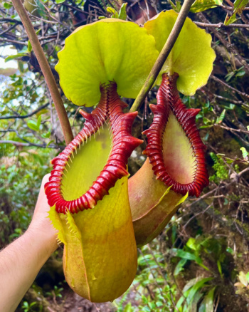 Nepenthes macrophylla