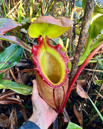 Nepenthes rajah