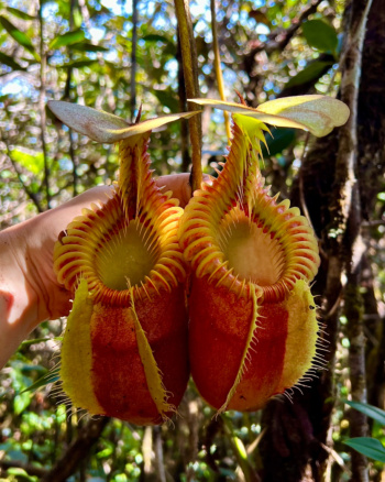 Nepenthes villosa