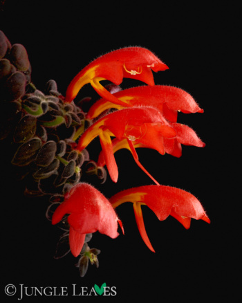 Columnea gloriosa