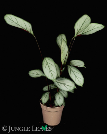 Ctenanthe setosa 'Grey Star'