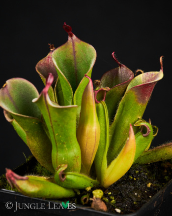 Heliamphora minor Auyan