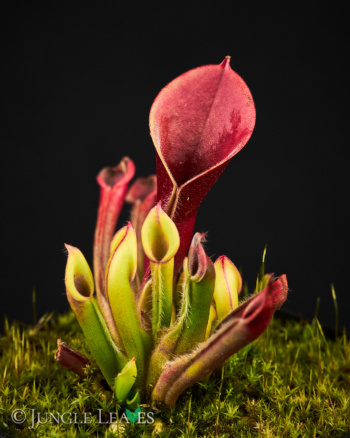 Heliamphora pulchella Churi