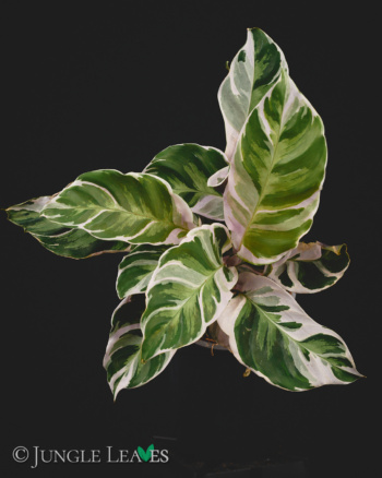 Calathea lietzei 'White Fusion'