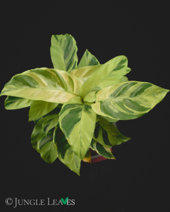 Calathea lietzei 'Yellow Fusion'