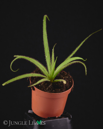 Drosera regia